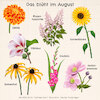 Cartoon: Das blüht im August (small) by alesza tagged ipadart procreate flower petal blooming painting digital illustration summer colourful infographics